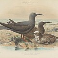 Anomis hawaiiensis