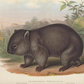 Common Wombat, Phascolomys wombat