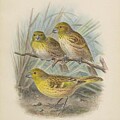 Laysan finch Telespiza cantans