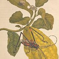 Metamorphosis Insectorum 28